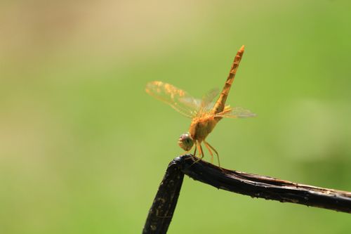 以快乐的童年为题写一篇作文（《那个难忘的夏日》）