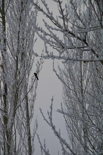 有关冬日里的雪景的作文题目（《雪域冬季：一位迷失在雪景中的冒险家》）