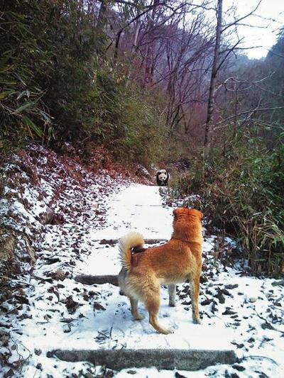 以重温雪中趣事为话题的作文800字（《重温雪中趣事——我与冬日的故事》）