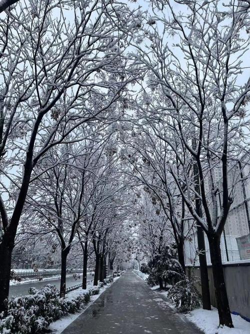 以只见白雪皑皑为话题的作文600字（《皑皑白雪，雪中有爱》）