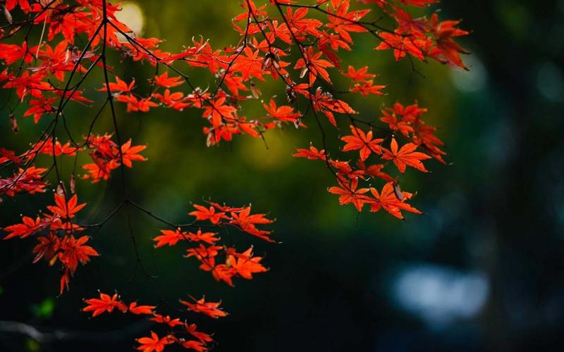 美丽的家乡风景作文（《家乡的节日》）