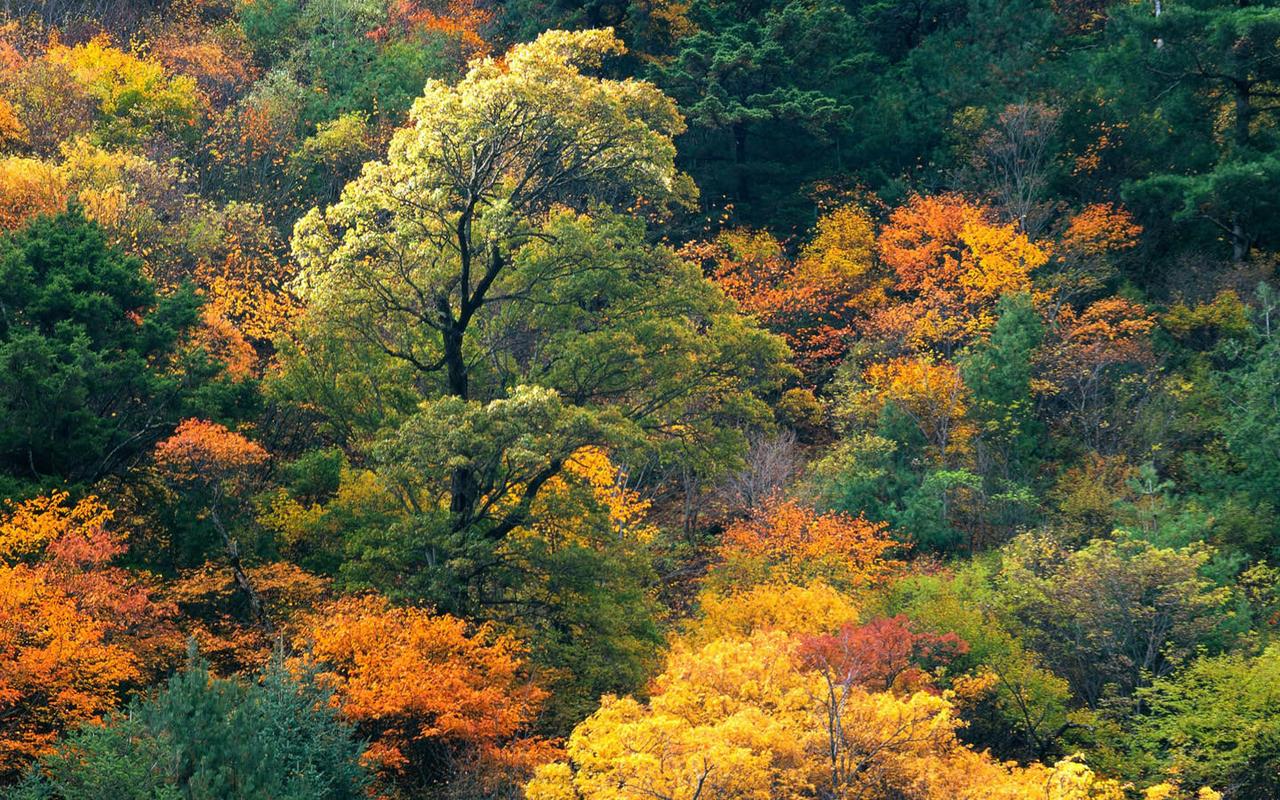 我爱家乡的元宵节作文（《家乡的风景》）