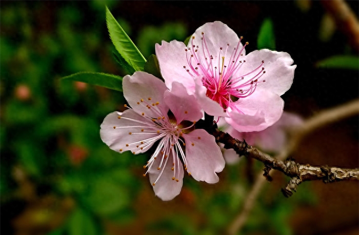 桃花经典诗词大全（关于桃花的诗词）