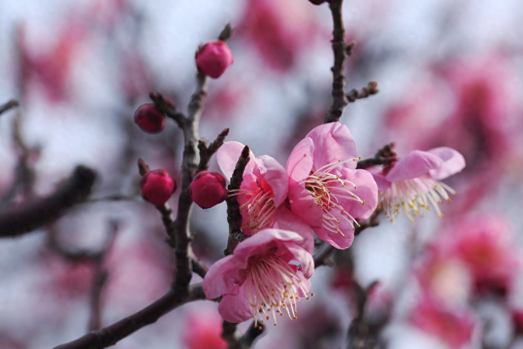 梅花经典诗词有哪些（梅花诗词100首）