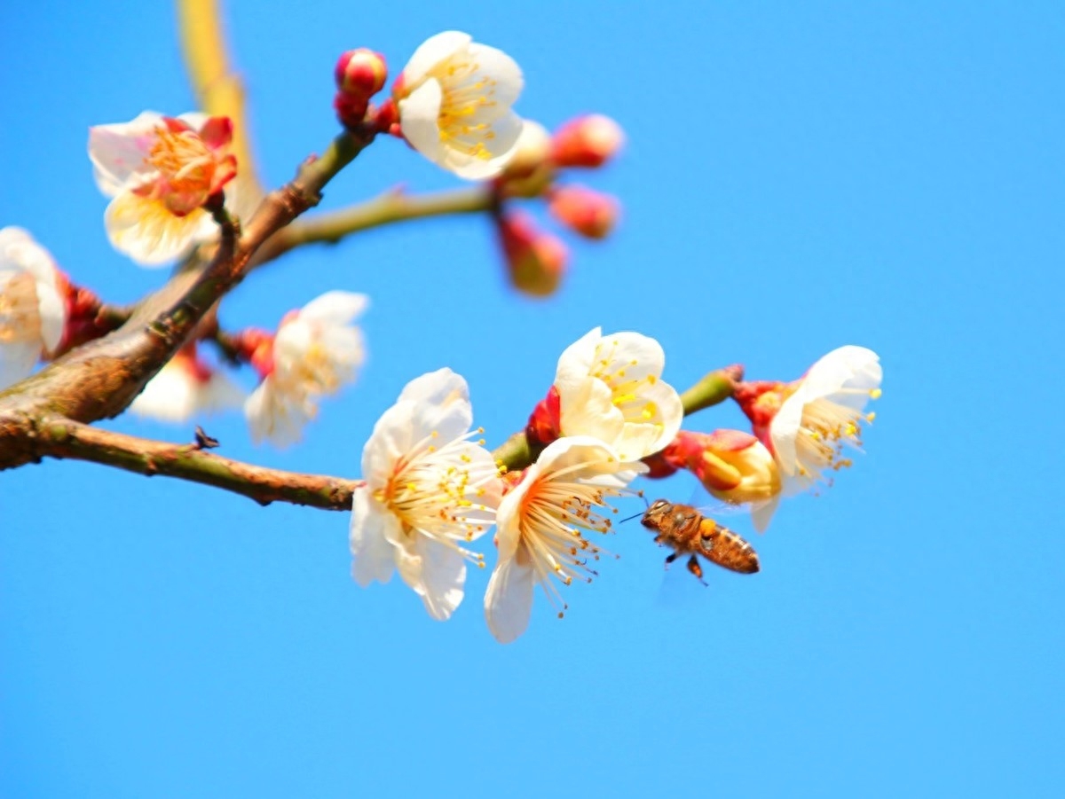 梅花经典诗词有哪些（梅花诗词100首）