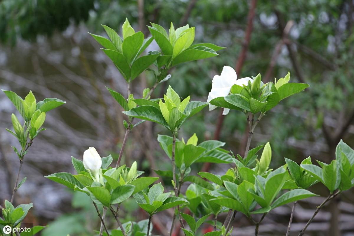 关于栀子花的15首诗词（陌上尘归处，栀子花开时）