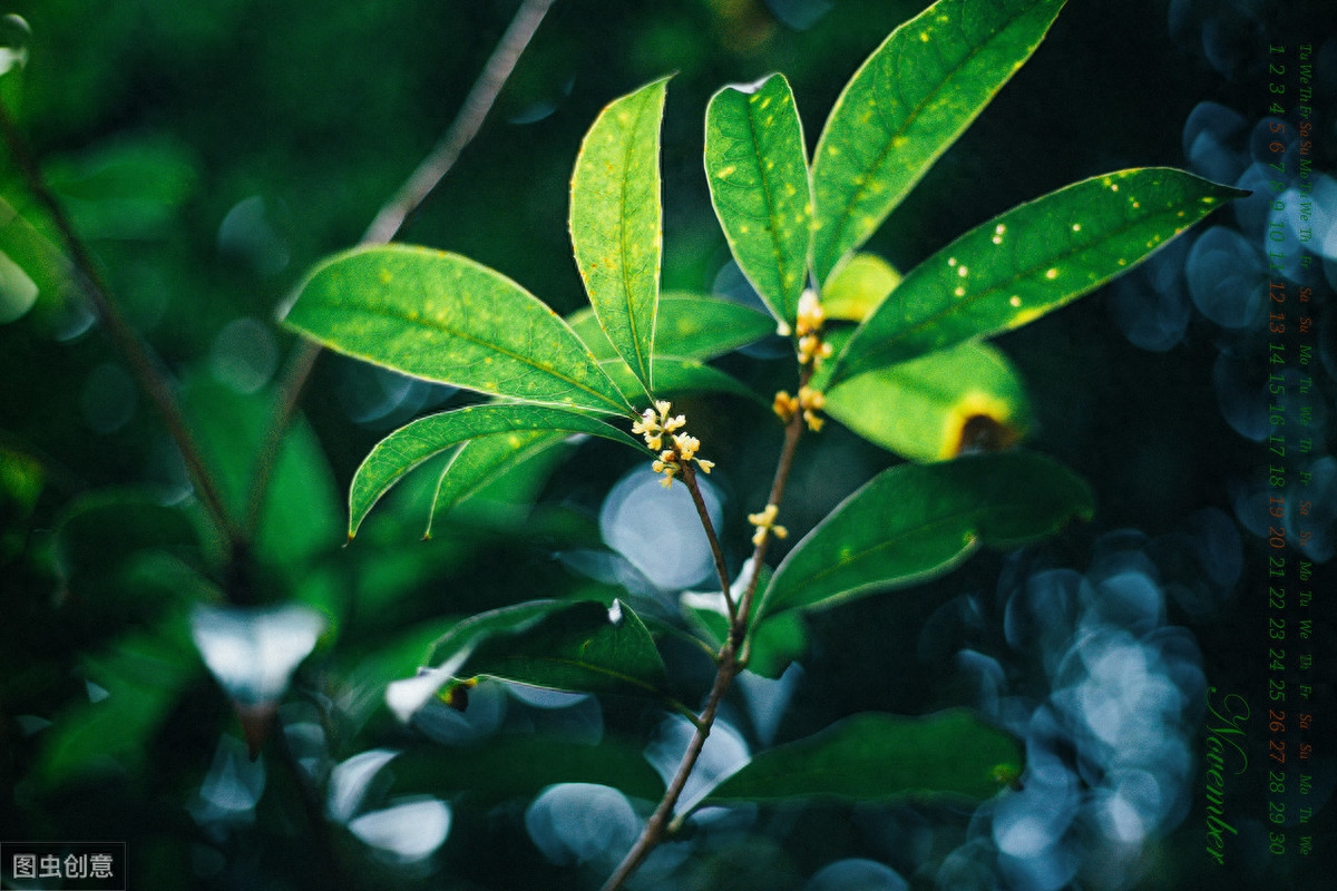 桂花唯美诗词大全（关于桂花的40首诗词）