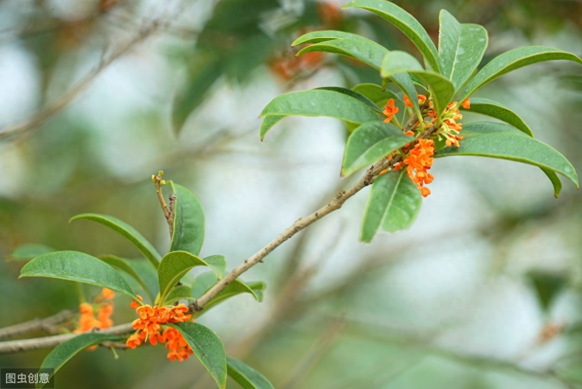 桂花唯美诗词大全（关于桂花的40首诗词）