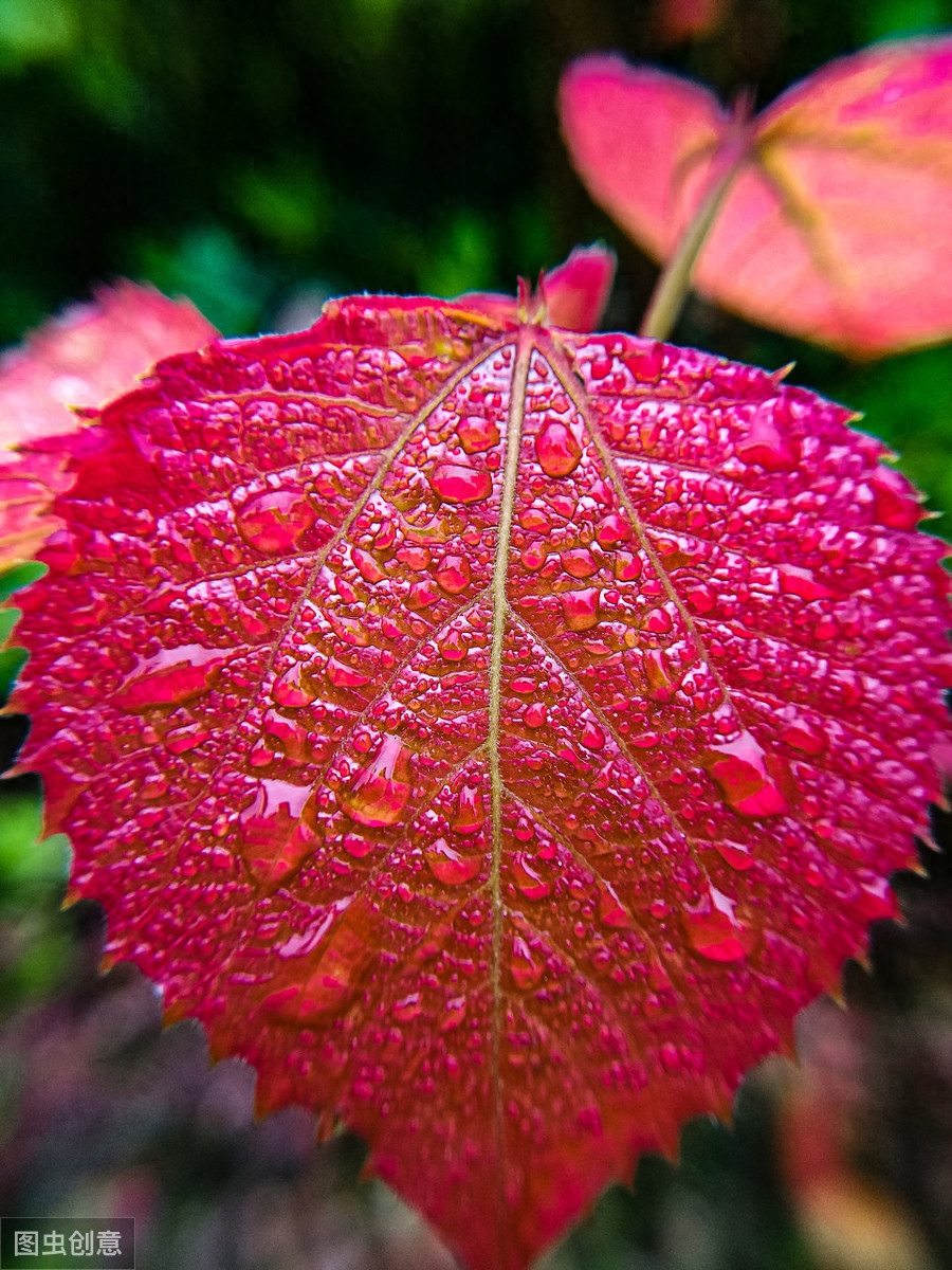 雨天诗词古句摘抄（关于雨水的诗句古诗）