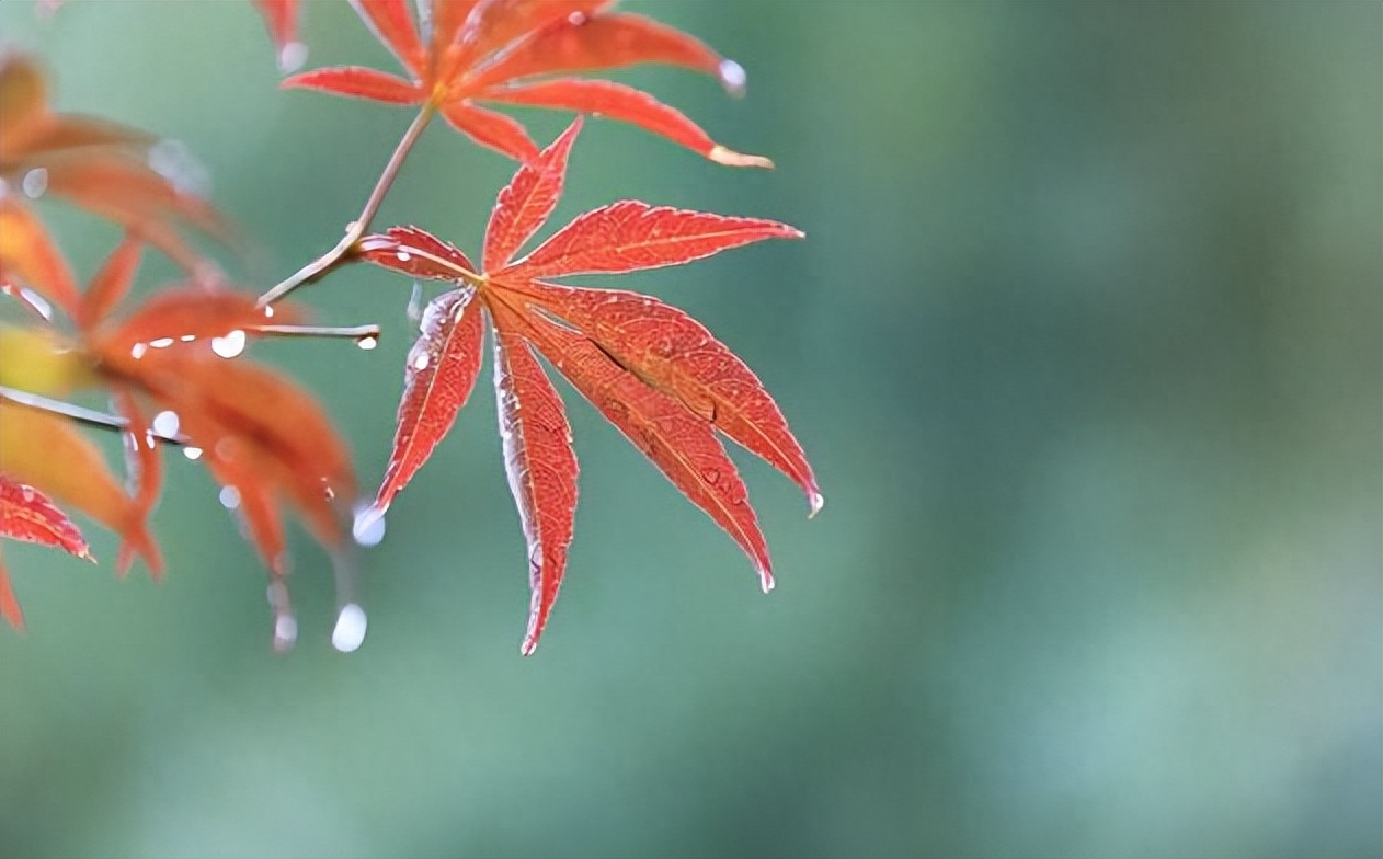 夜来秋雨后，秋气飒然新（有关秋凉的诗词）