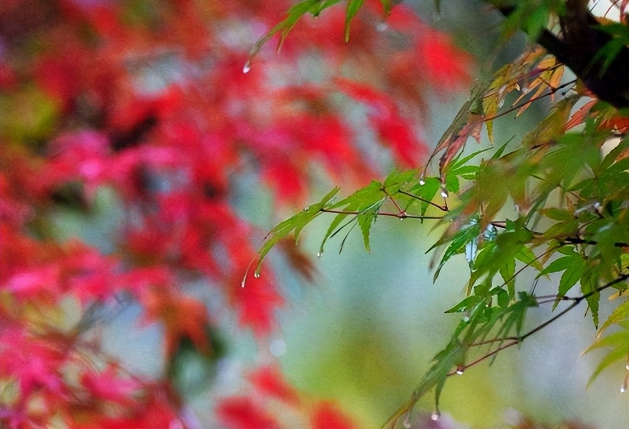 夜来秋雨后，秋气飒然新（有关秋凉的诗词）