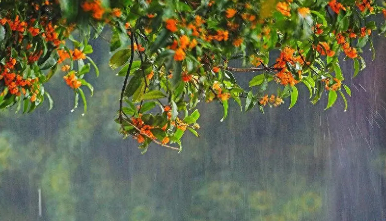 夜来秋雨后，秋气飒然新（有关秋凉的诗词）