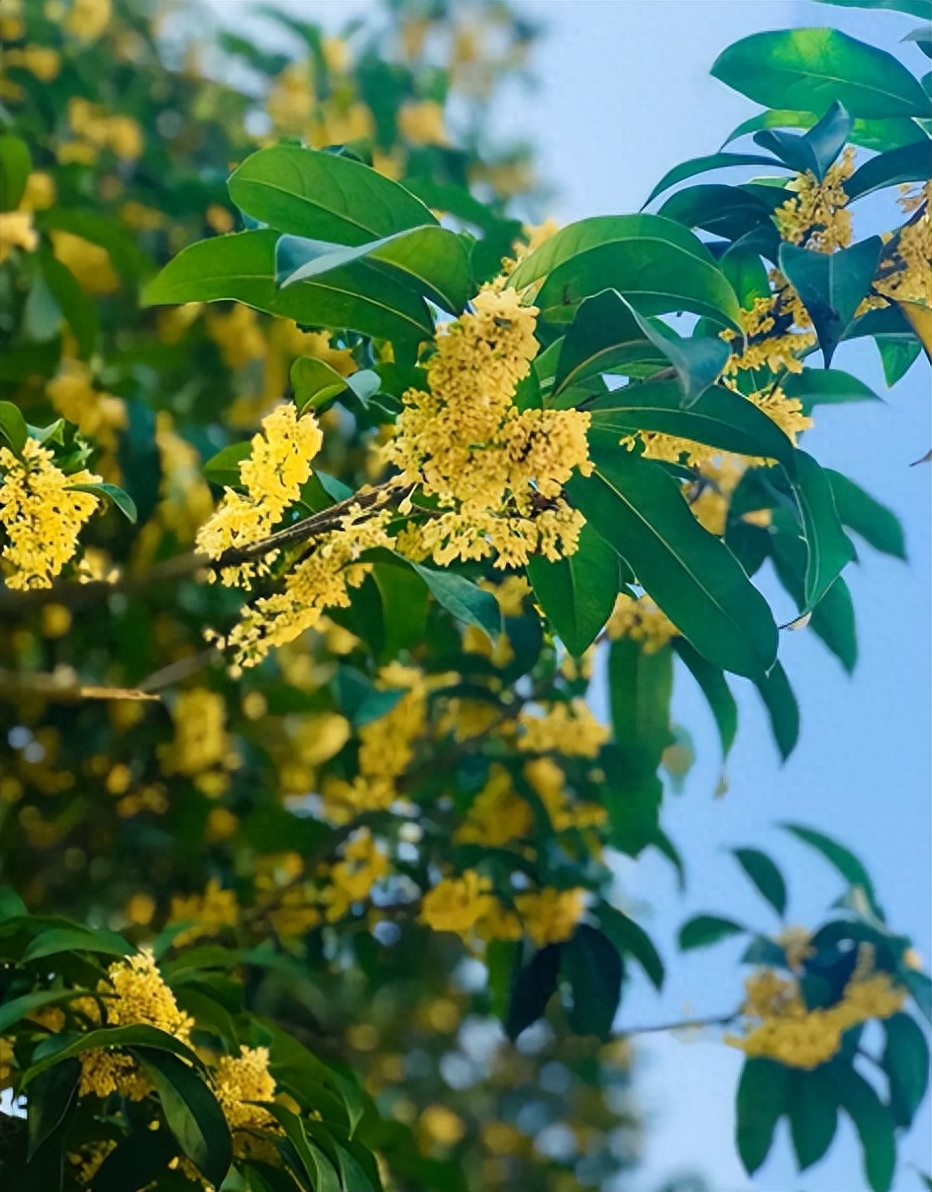 桂花唯美古诗大全（有关桂花的经典诗句）