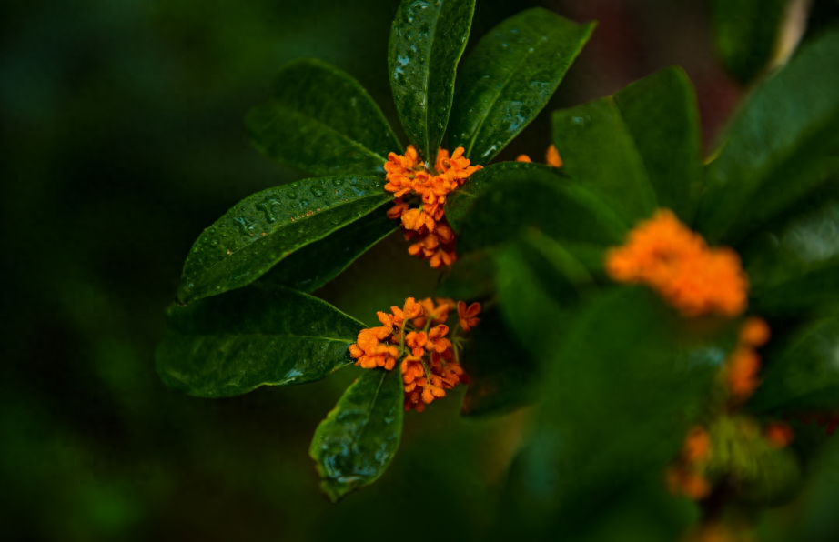 桂花唯美古诗大全（有关桂花的经典诗句）