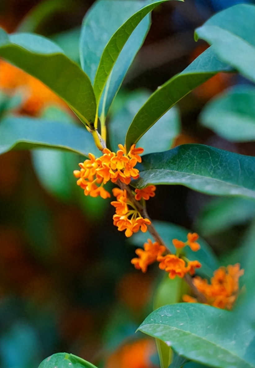 桂花唯美古诗大全（有关桂花的经典诗句）