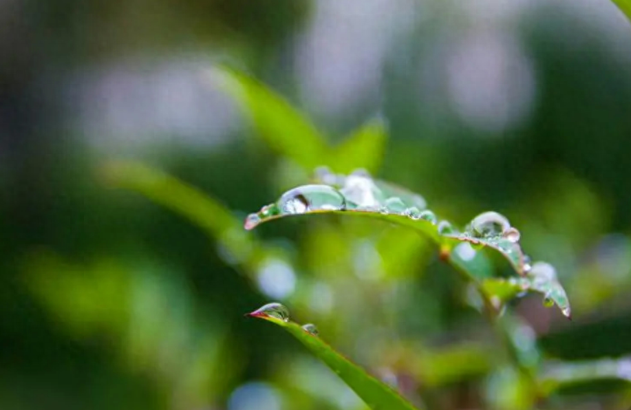 清秋有梦，雨落成诗（十二首有关初秋雨的诗）