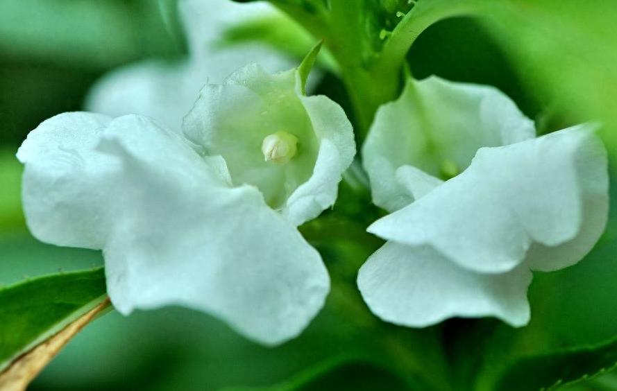 凤仙花唯美古诗大全（有关凤仙花的诗句）