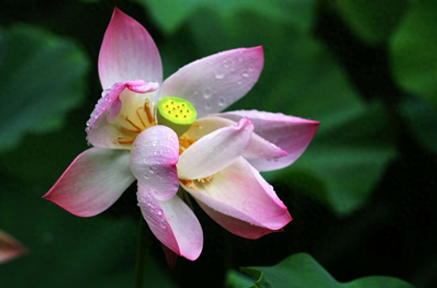 下雨诗词古句大全（有关雨后的诗句）