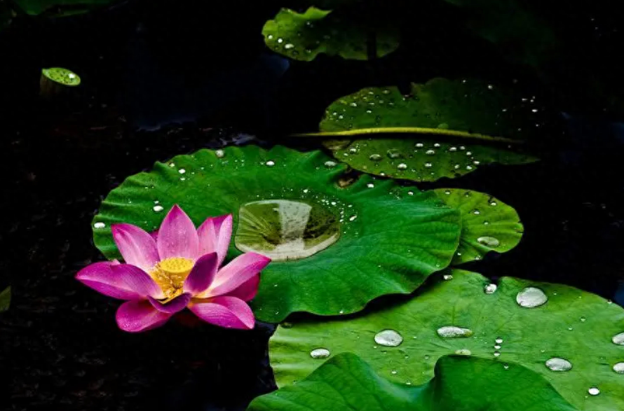 下雨诗词古句大全（有关雨后的诗句）