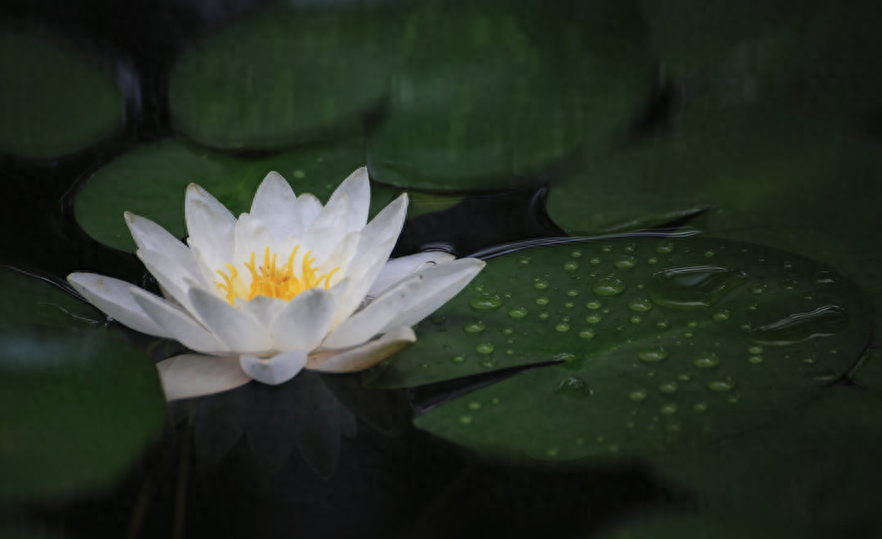 下雨诗词古句大全（有关雨后的诗句）