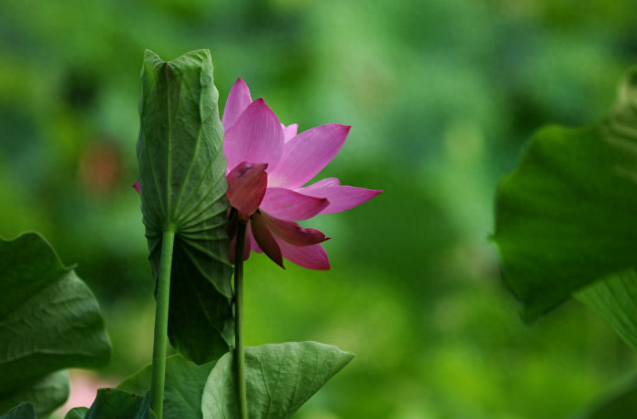 消夏诗词古句解释及赏析（12首消夏的诗词）