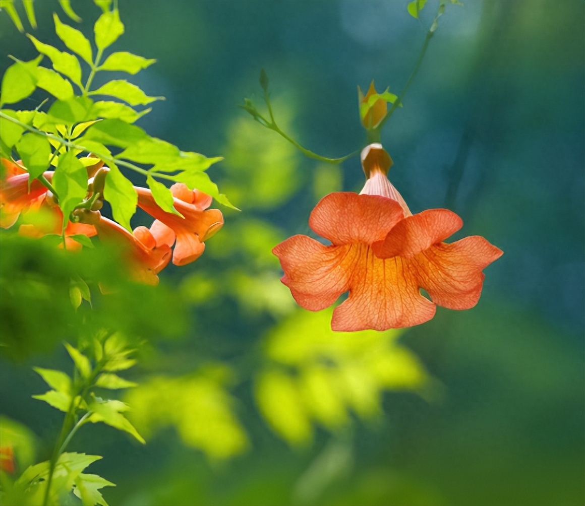 凌霄花诗词古句七绝（八首凌霄花的诗词）