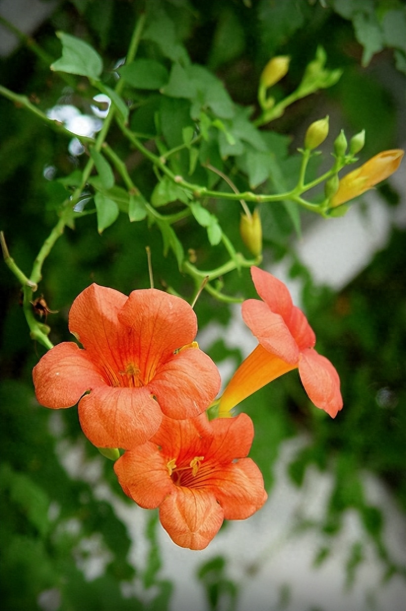 凌霄花诗词古句七绝（八首凌霄花的诗词）