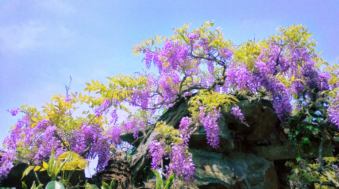 紫藤花唯美诗词赏析（有关紫藤花的诗词）