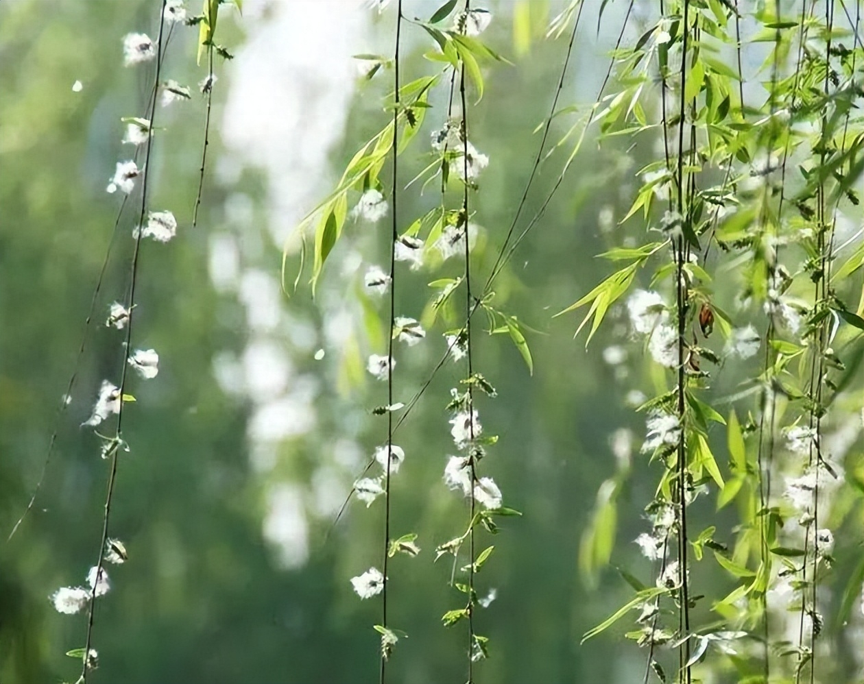 杨花唯美诗词名句（有关杨花的唯美诗词）