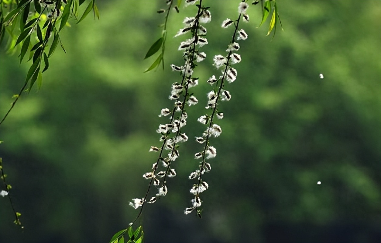 杨花唯美诗词名句（有关杨花的唯美诗词）