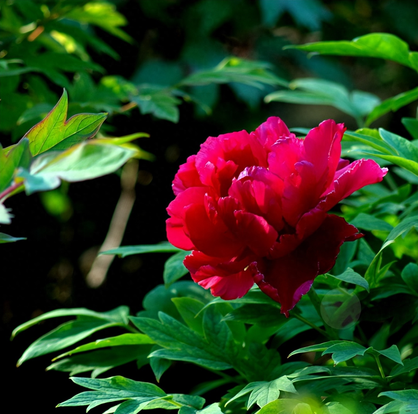 花中之王，牡丹盛开（有关牡丹的古诗词）