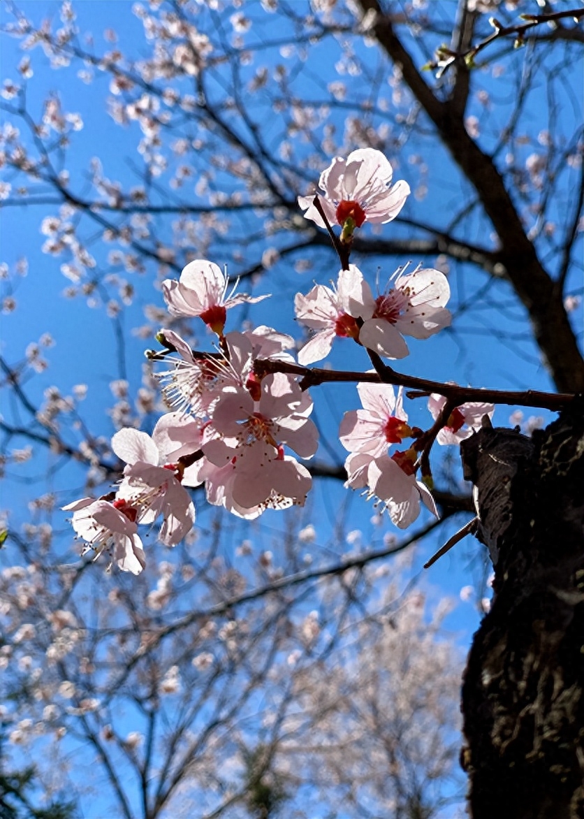 杏花唯美诗词大全（有关杏花的优美诗词）