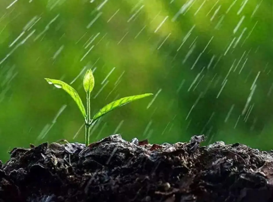 春雨唯美诗词有哪些（12首春雨的诗词）