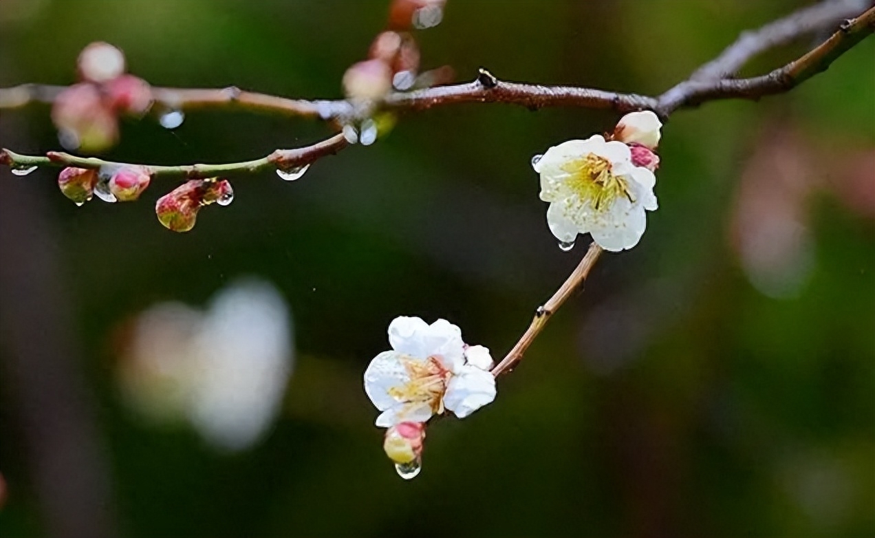 春雨唯美诗词有哪些（12首春雨的诗词）