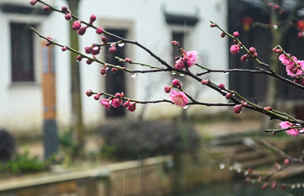 春雨唯美诗词有哪些（12首春雨的诗词）