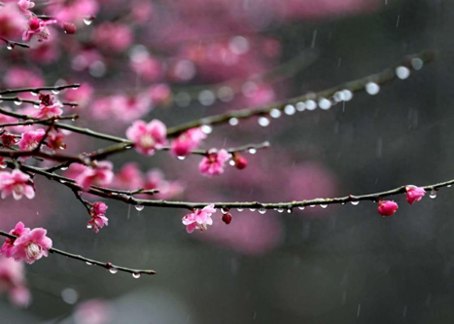 春雨唯美诗词有哪些（12首春雨的诗词）