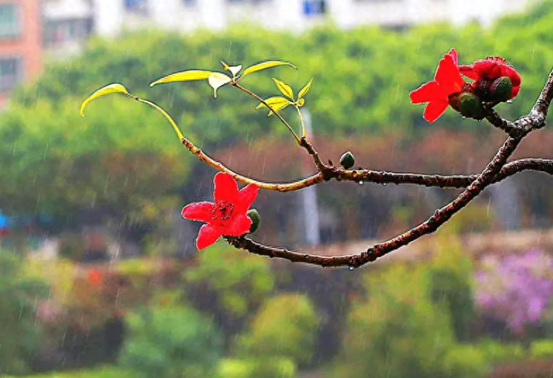 春雨唯美诗词有哪些（12首春雨的诗词）