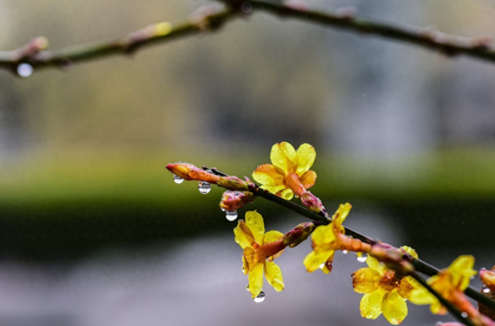 春雨唯美诗词有哪些（12首春雨的诗词）