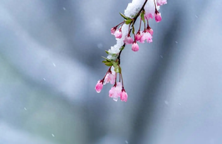 形容雪花飘落意境的诗句（有关春雪的唯美诗词）