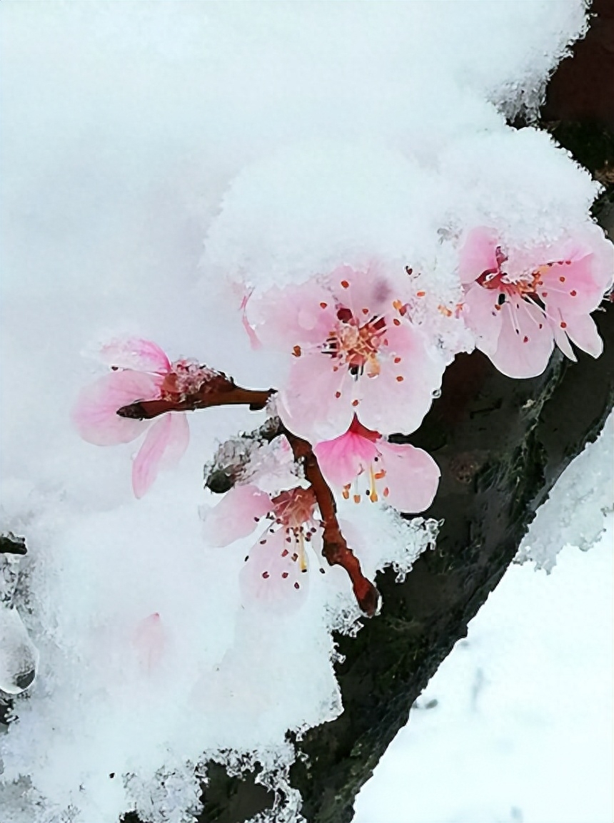 形容雪花飘落意境的诗句（有关春雪的唯美诗词）