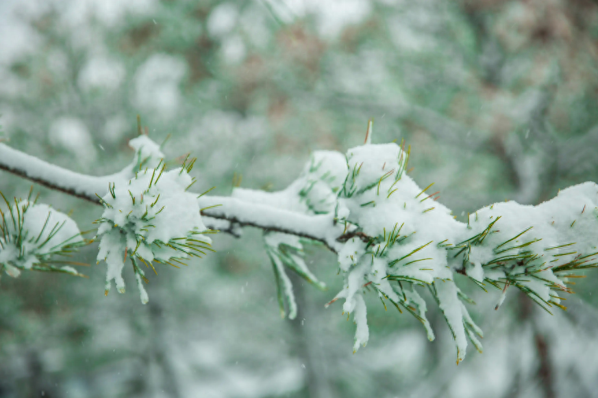 形容雪花飘落意境的诗句（有关春雪的唯美诗词）