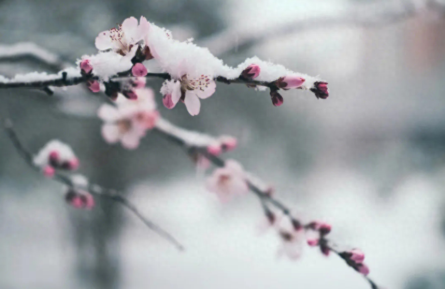 形容雪花飘落意境的诗句（有关春雪的唯美诗词）