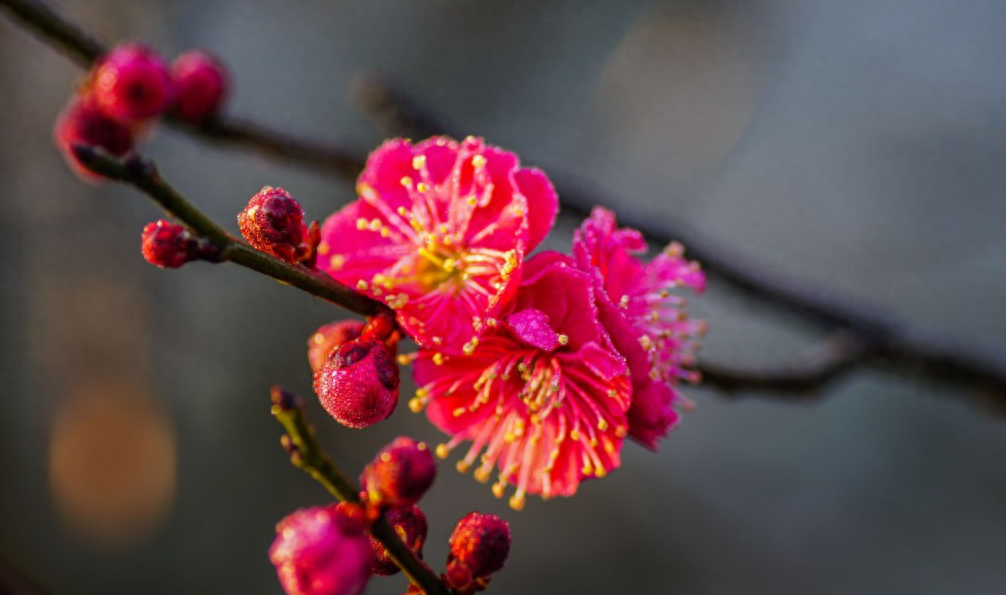 梅花经典古诗大全（十二首探梅的诗词）