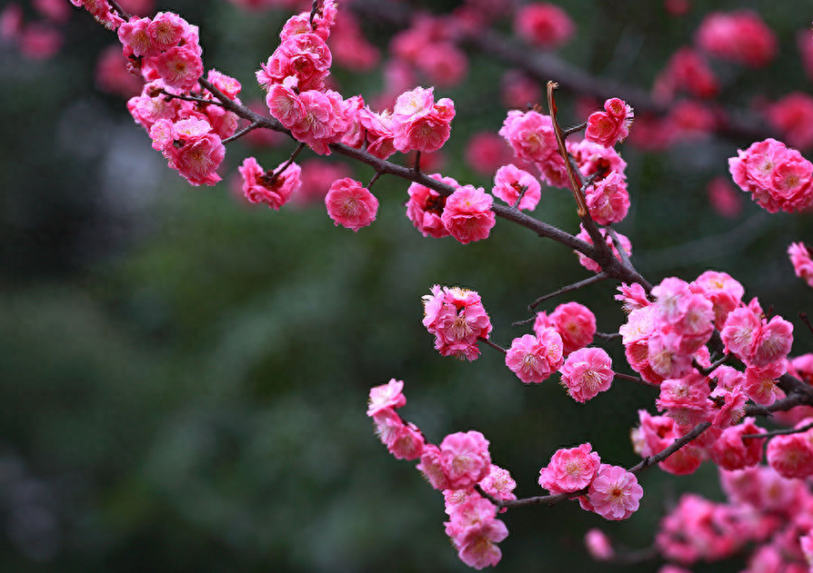 梅花经典古诗大全（十二首探梅的诗词）