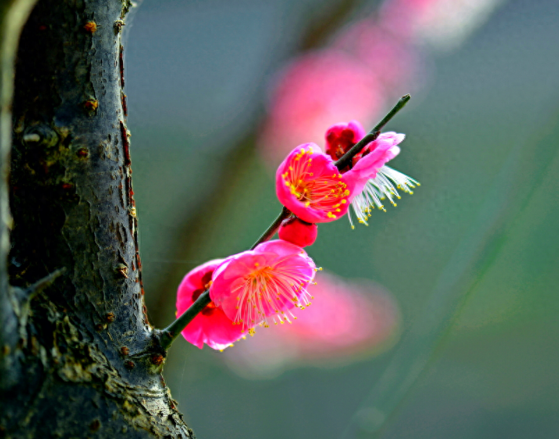 梅花经典古诗大全（十二首探梅的诗词）