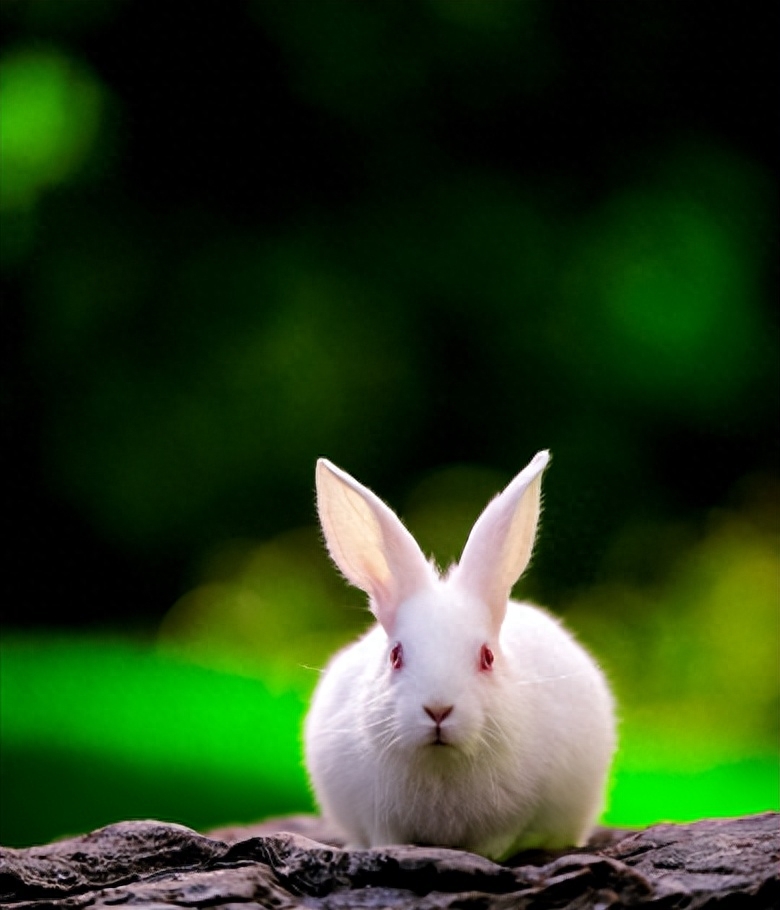 兔子经典古诗大全（有关兔子的唯美诗词）