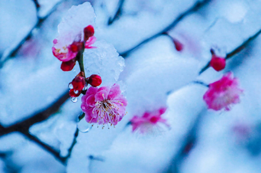 踏雪寻梅，祈福新年（有关寻梅的唯美诗词）