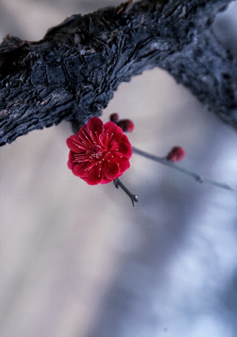 踏雪寻梅，祈福新年（有关寻梅的唯美诗词）