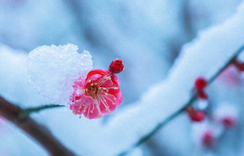 踏雪寻梅，祈福新年（有关寻梅的唯美诗词）