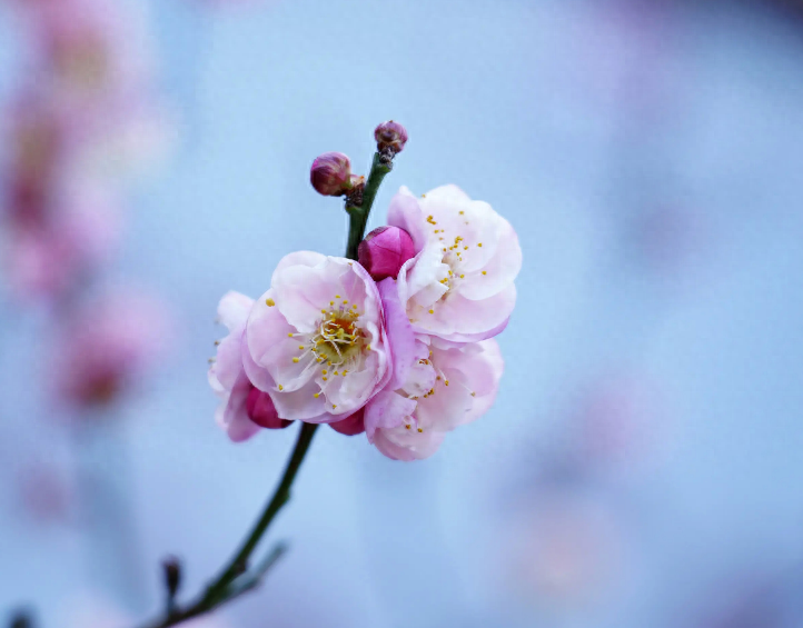 踏雪寻梅，祈福新年（有关寻梅的唯美诗词）